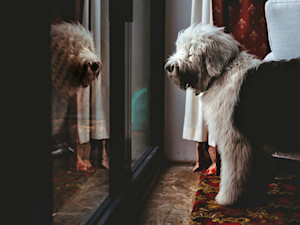 Old English Sheep dog pacing around the house at night.