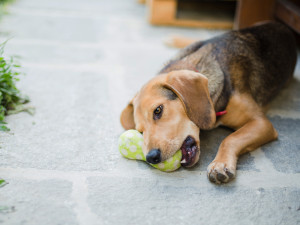 Dog laying on the ground guarding toy in mouth