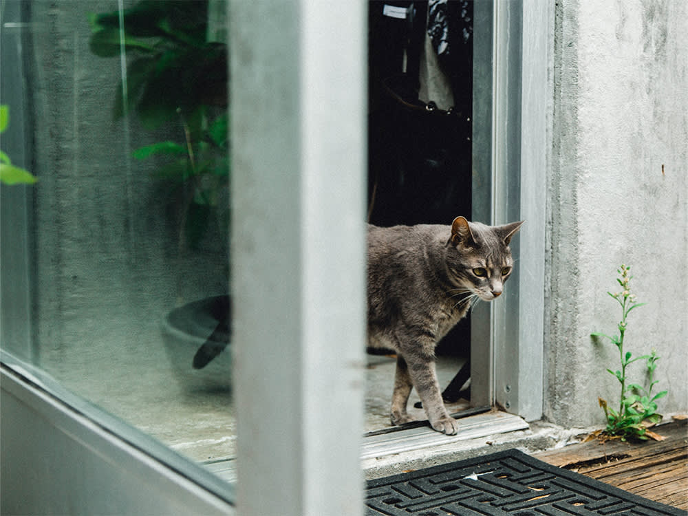 Gray and white cat walking out the door 