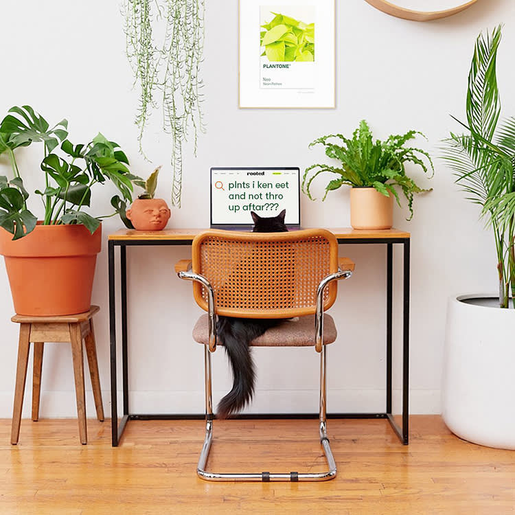 A black cat sitting in a wicker chair at a desk surrounded by various pet-safe plants with a computer screen on the desk that reads, " plnts i can eet and not thro up aftar???"