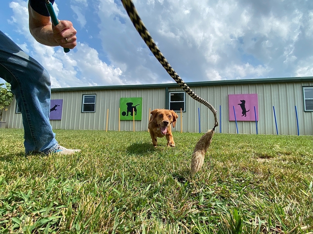 Dog Enrichment: Bubbles, Dig Boxes, & More