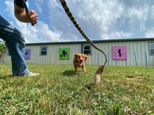 Golden Retrieve dog running in the grass outside, playfully chasing a flirt pole held by a man in blue jeans