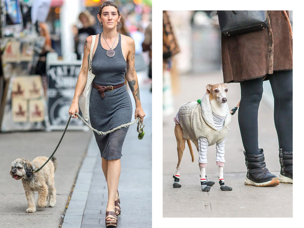 I'm not sure how I feel about this street style dog