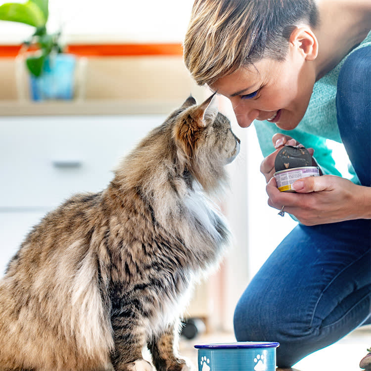 Woman feeding her senior cat at home.