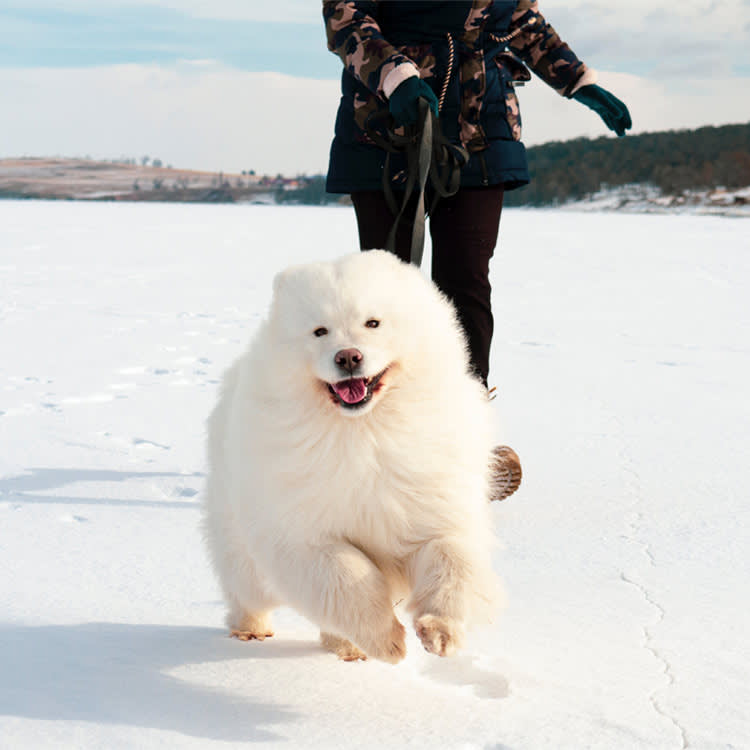 dog and woman running in the snow