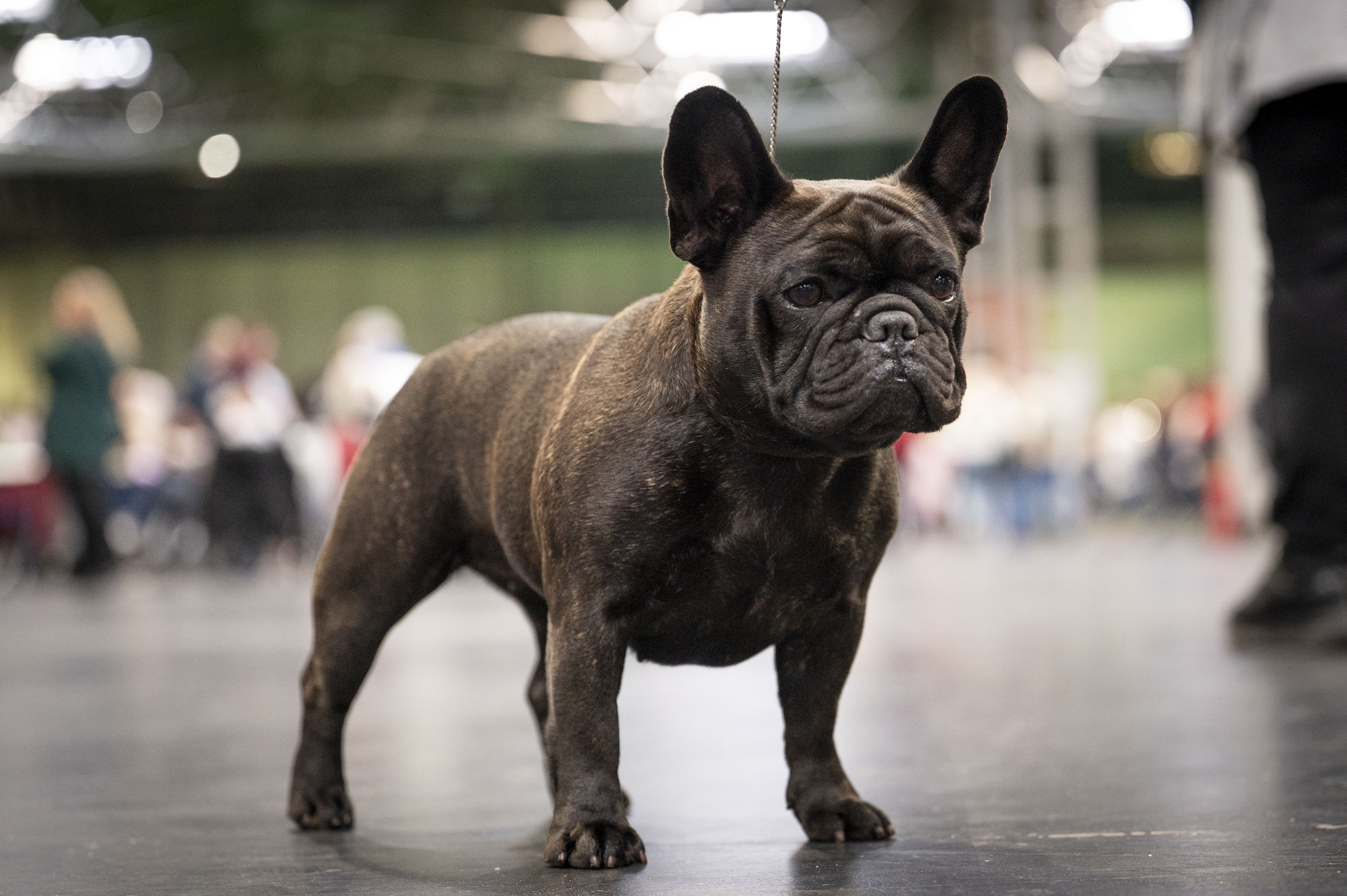 French bulldog crufts