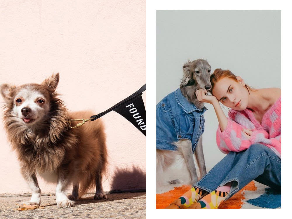 a dog with a "found" flag; a dog in a denim shirt cuddling with a model