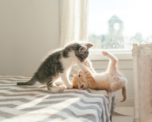 kittens playing on a bed