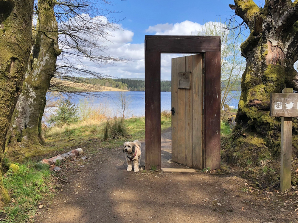 Dog standing by a door by a lake and woods in Kielder Forest, Northumberland