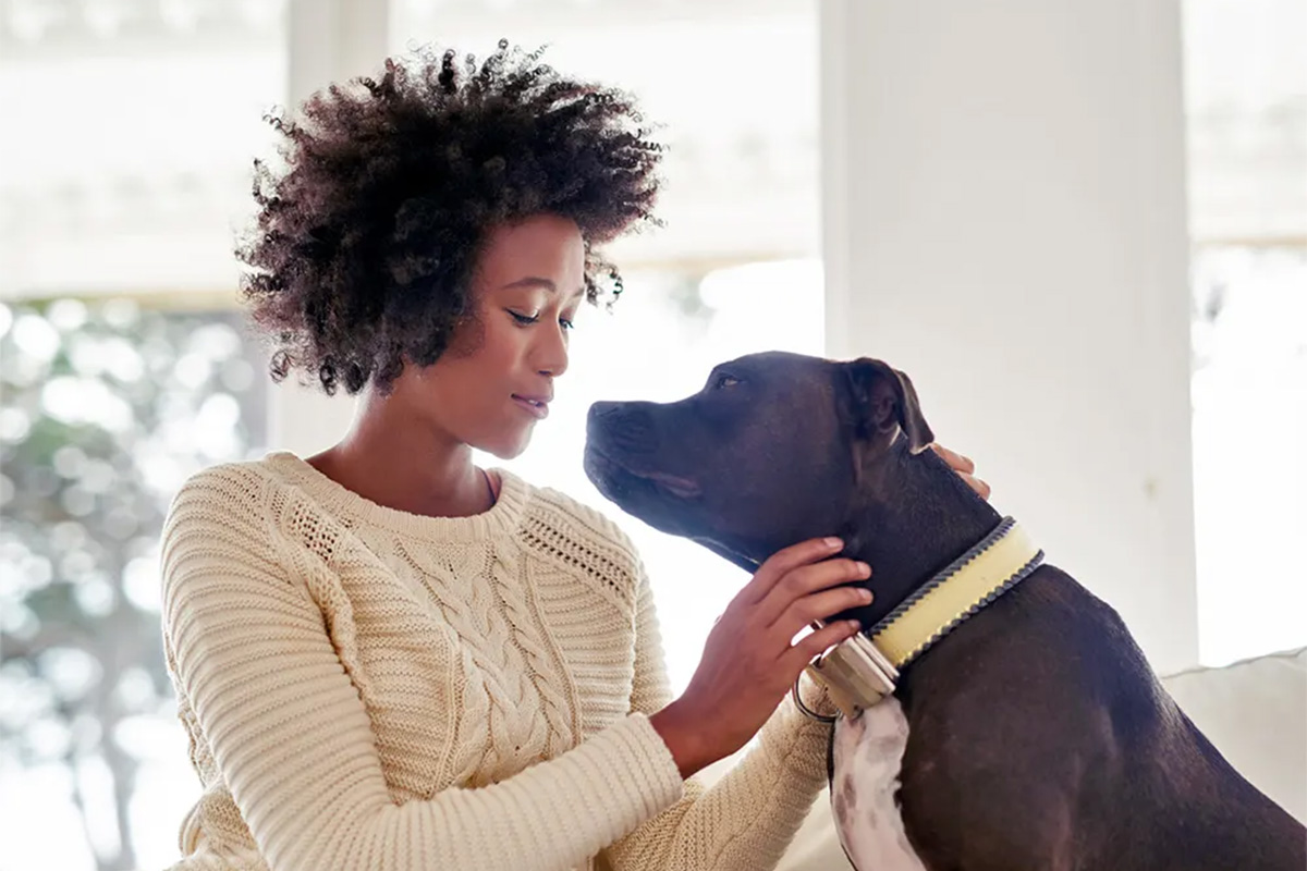 Person petting a dog
