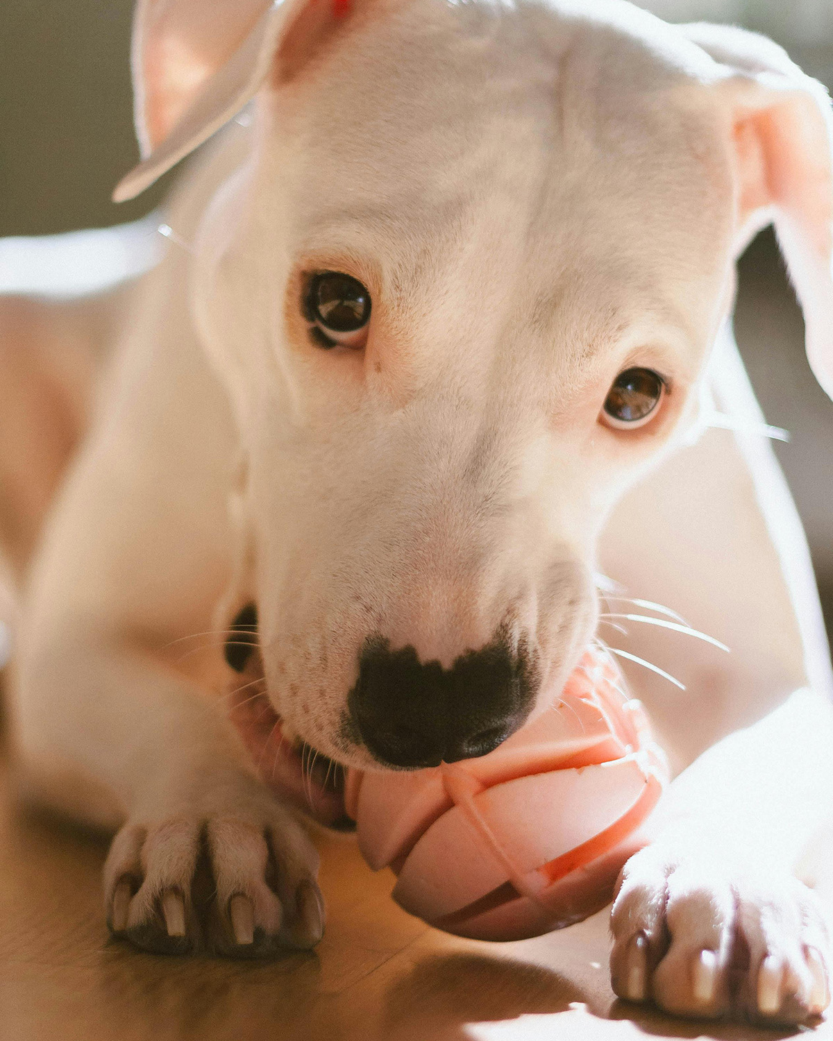 a small white puppy chows on a pink ball