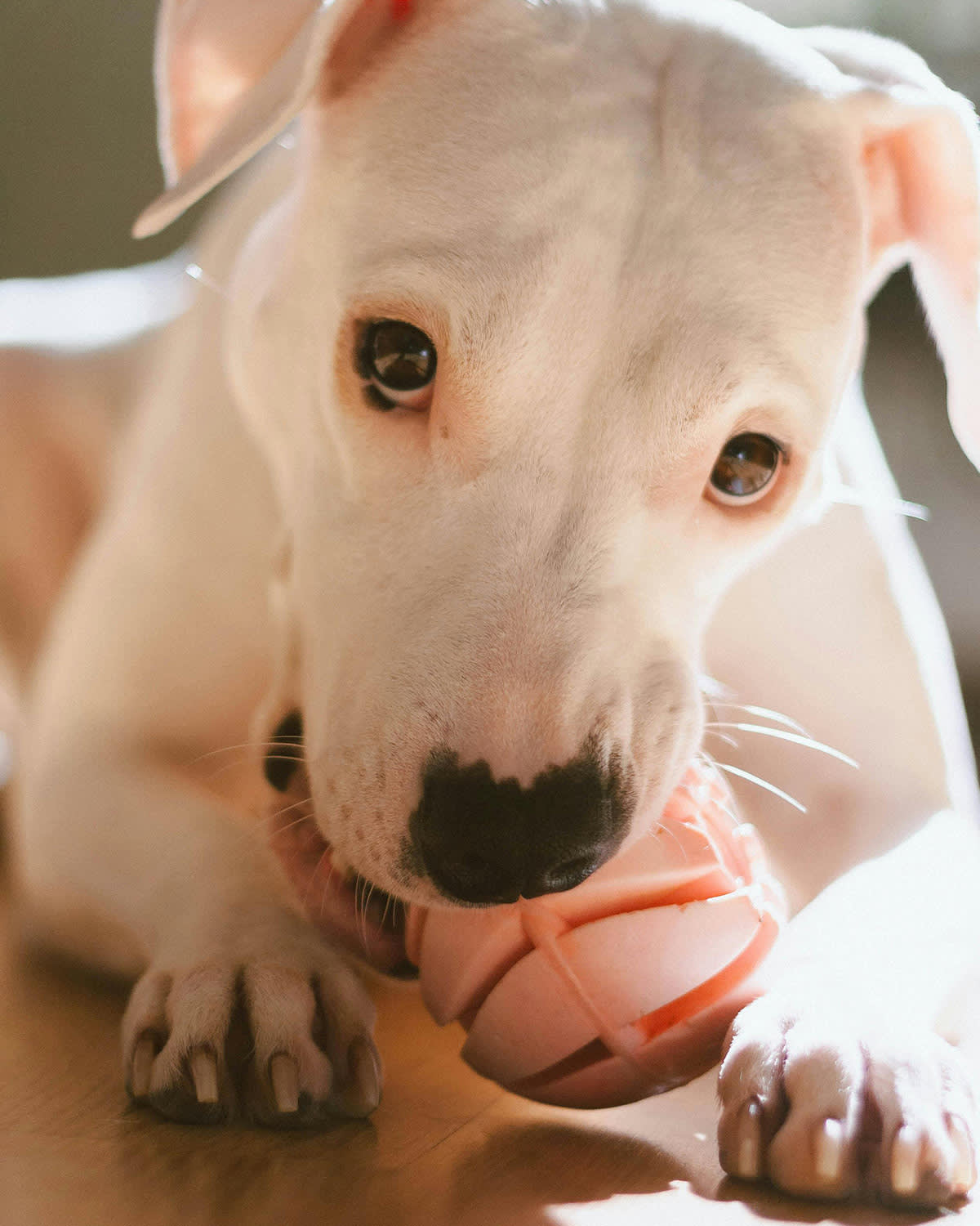 a small white puppy chows on a pink ball