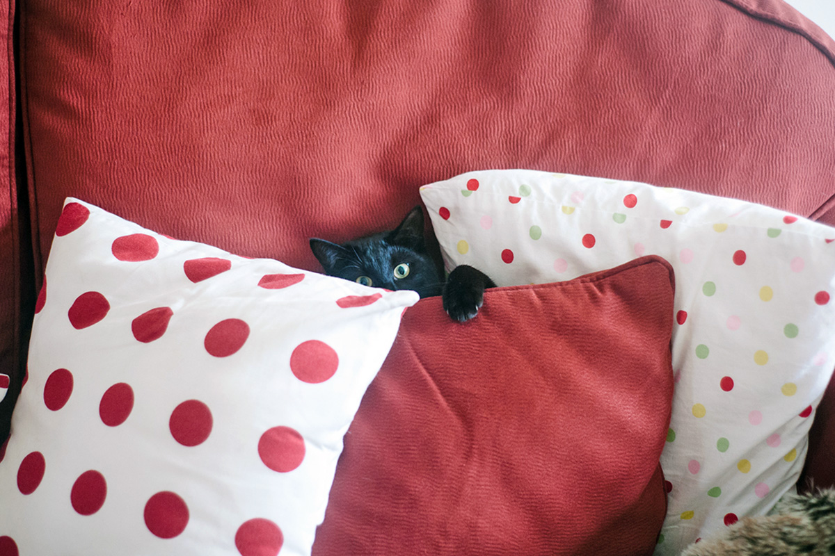 cat hiding behind pillows