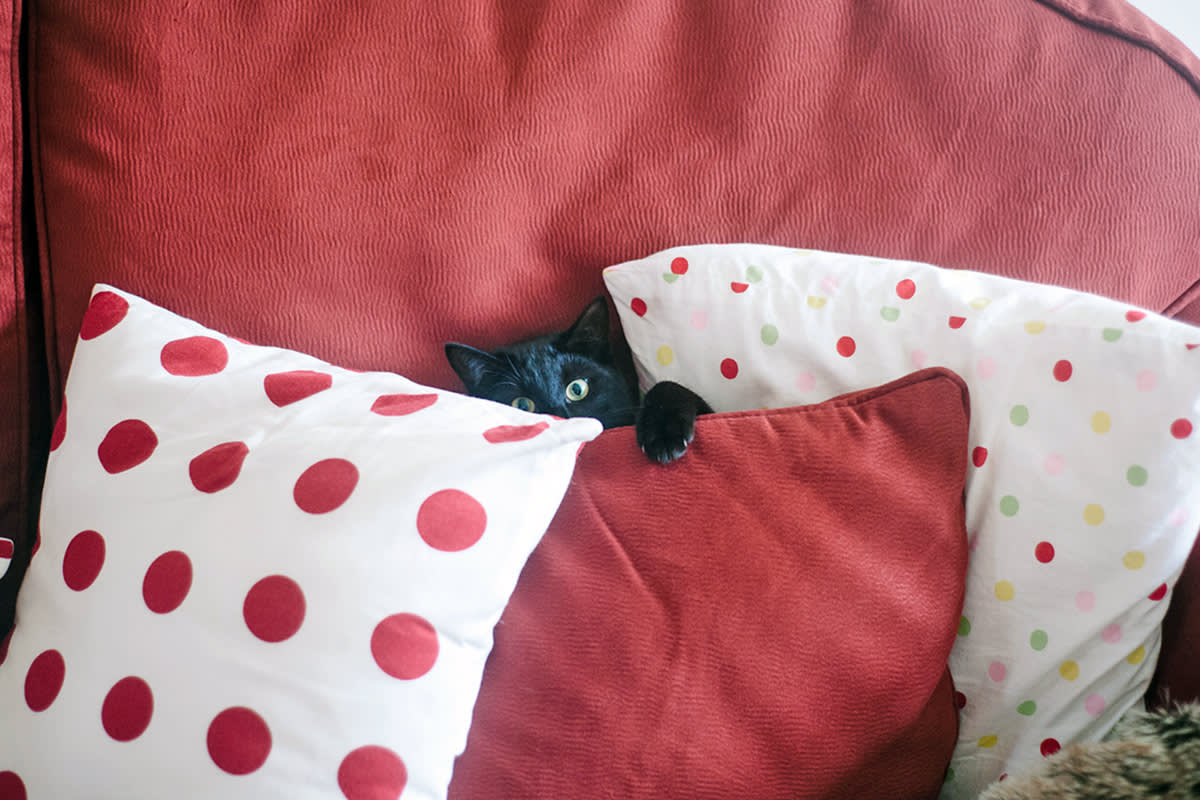 cat hiding behind pillows