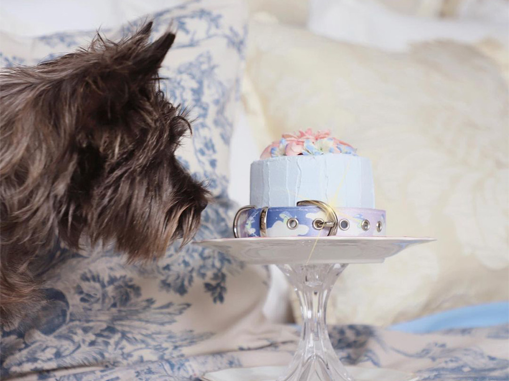 brown terrier dog looking at a colorful collar