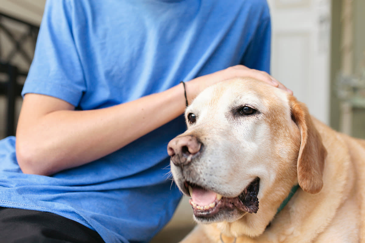 a person in a blue shirt pets an older Yellow Lab