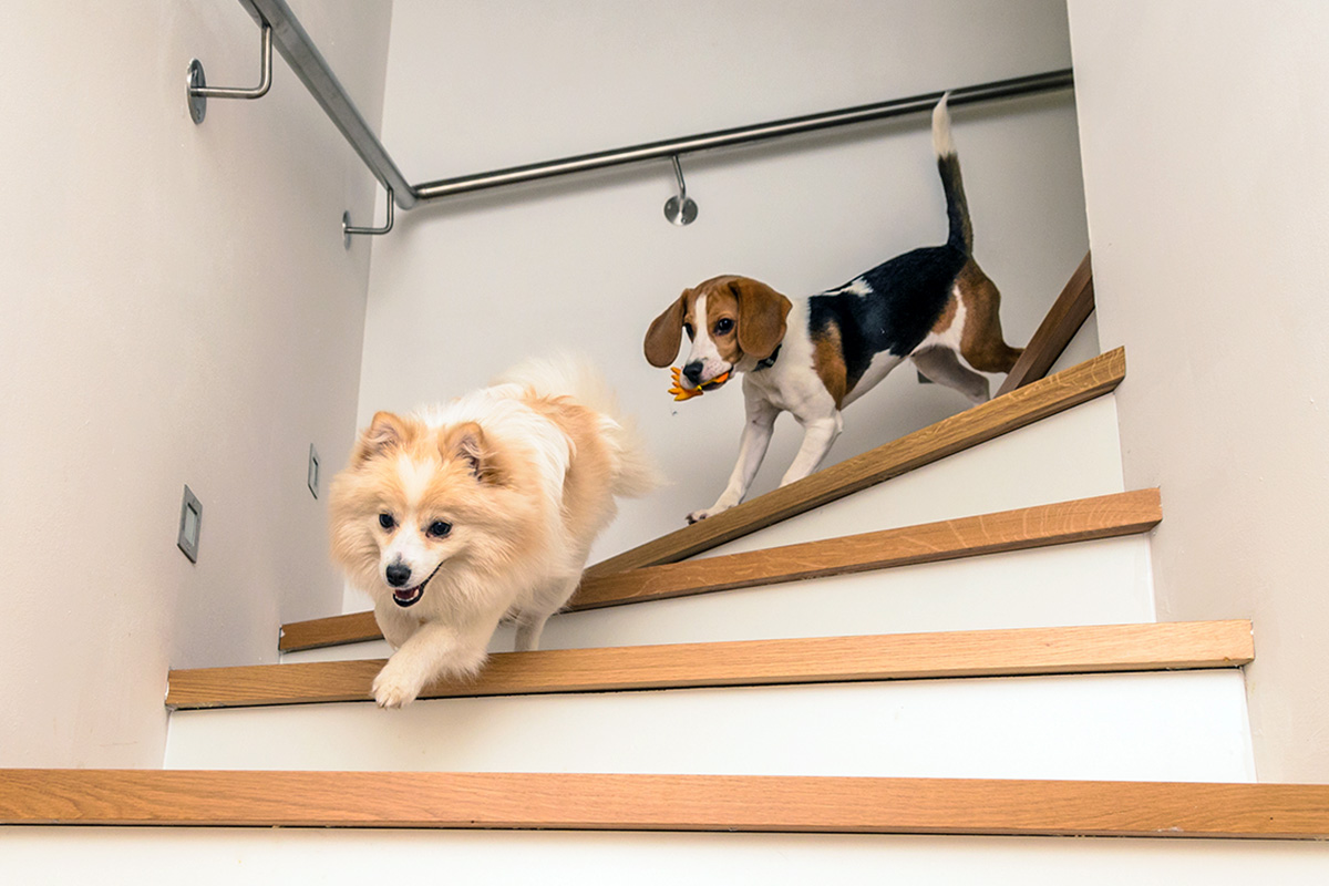 Dog running down stairs