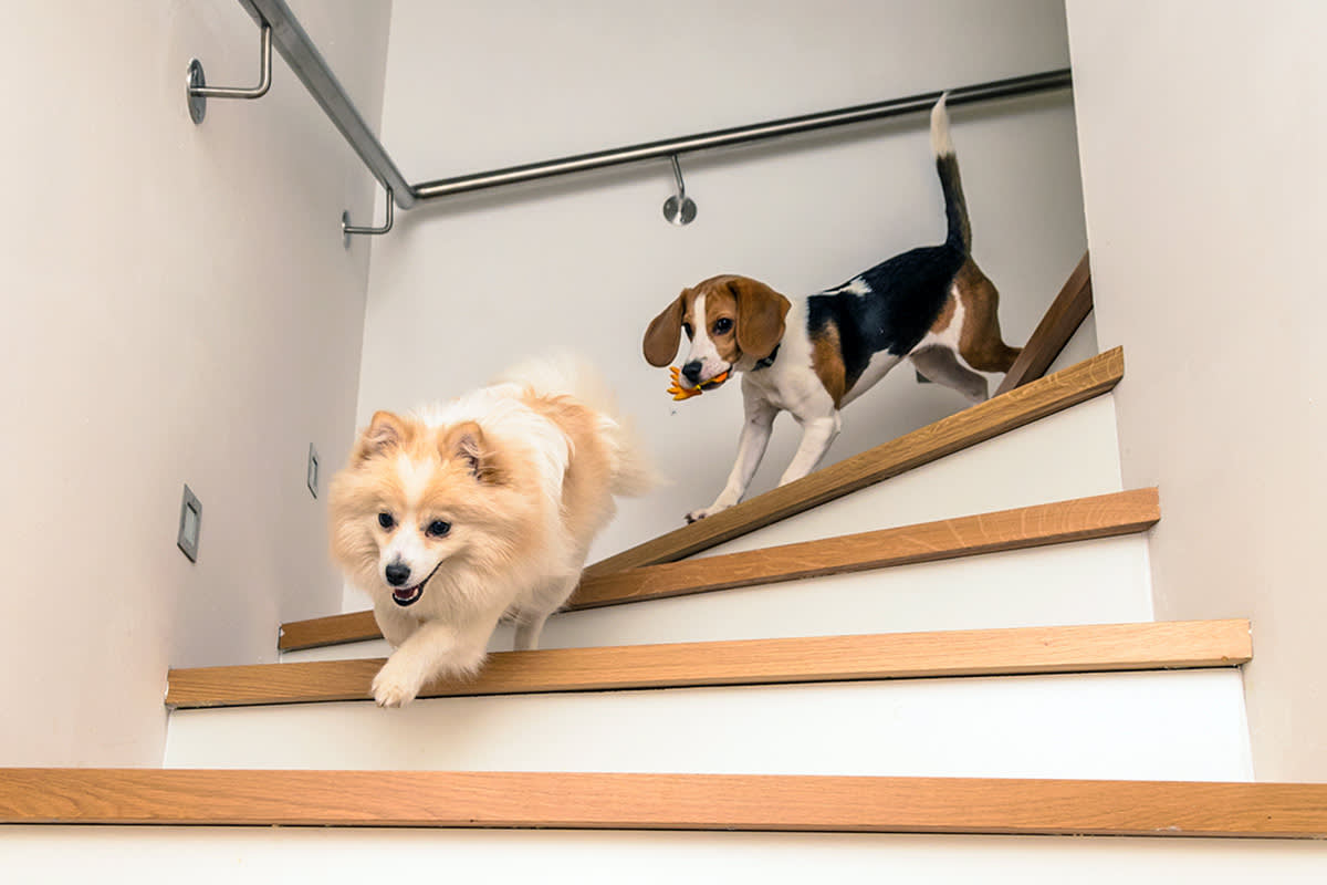Dog running down stairs
