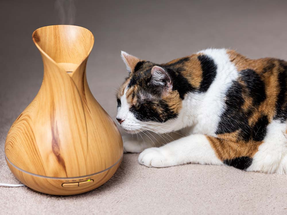 Calico cat sniffing wooden bamboo essential oil diffuser