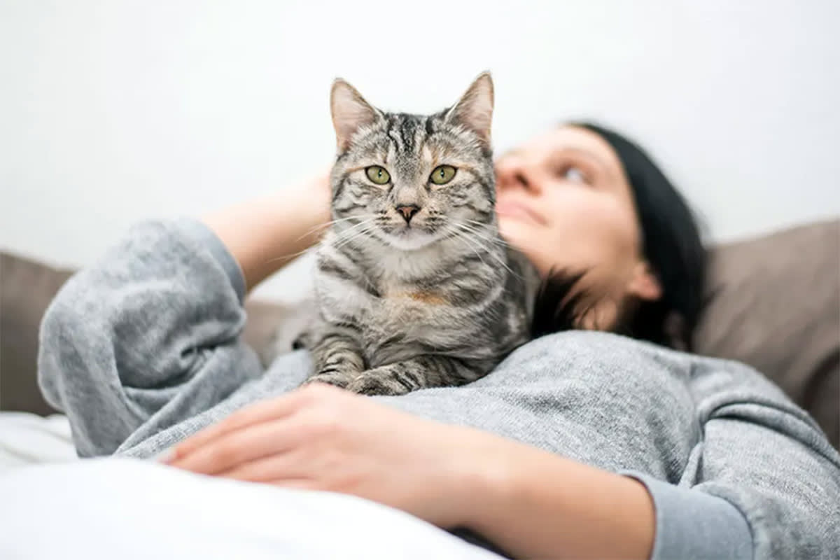 Cat sitting on a person
