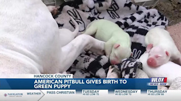 ‘We decided to name her Fiona’; Couple’s dog gives birth to green Pit Bull puppy