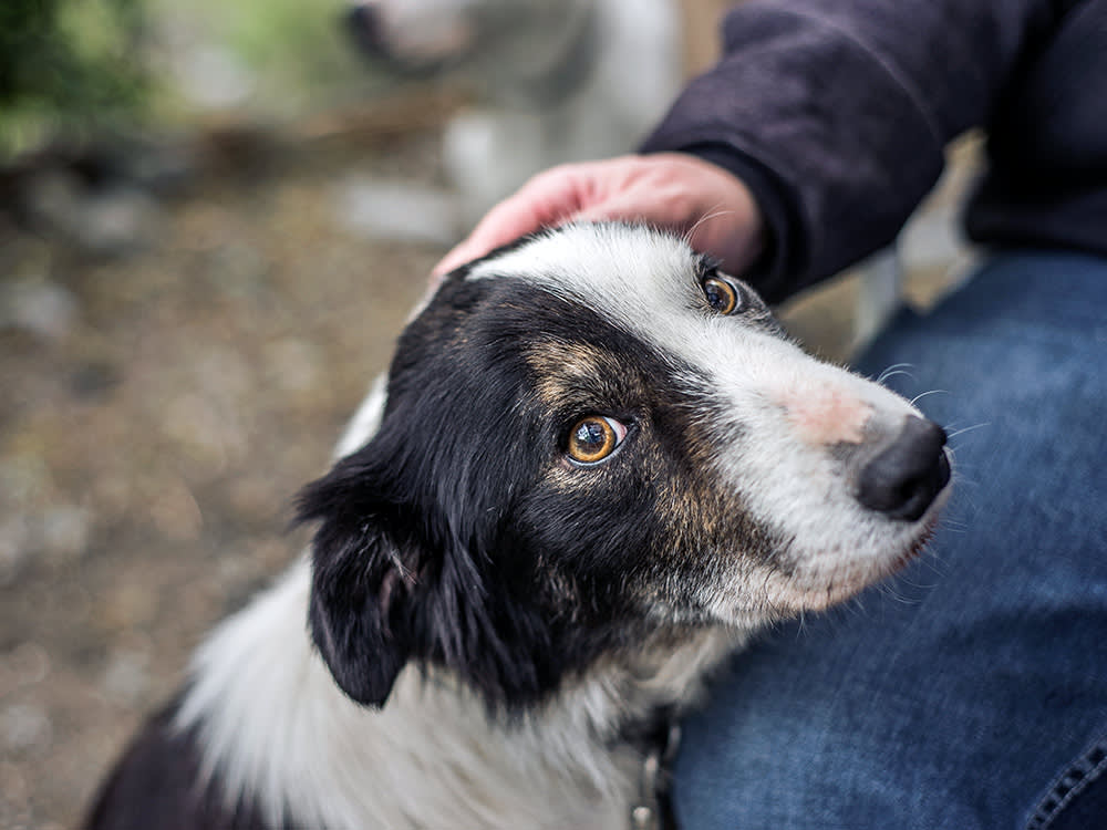 Black and white collie dog looking anxious