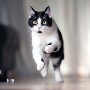 Cat sprinting inside the house.