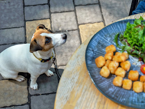 Cute dog begging for tater tots outside.
