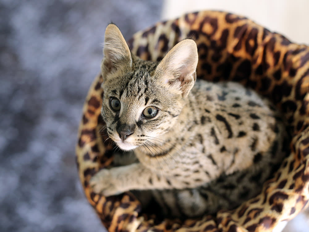 savannah cat