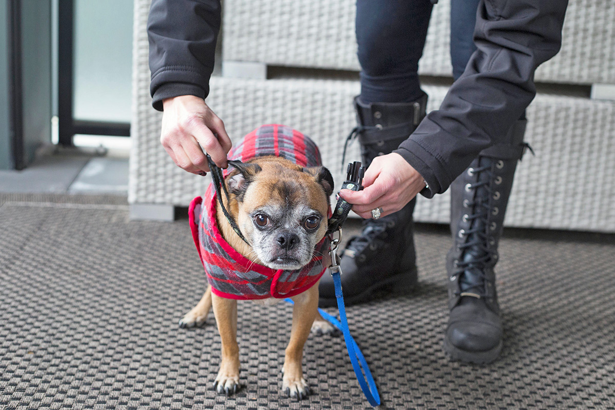 older dog in sweater getting harness put on