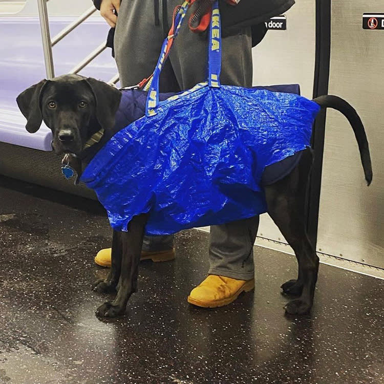 Black dog in large blue bag rides the subway.