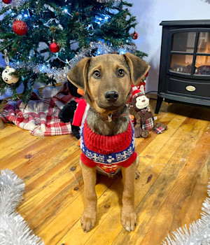 dog in a christmas jumper by a christmas tree