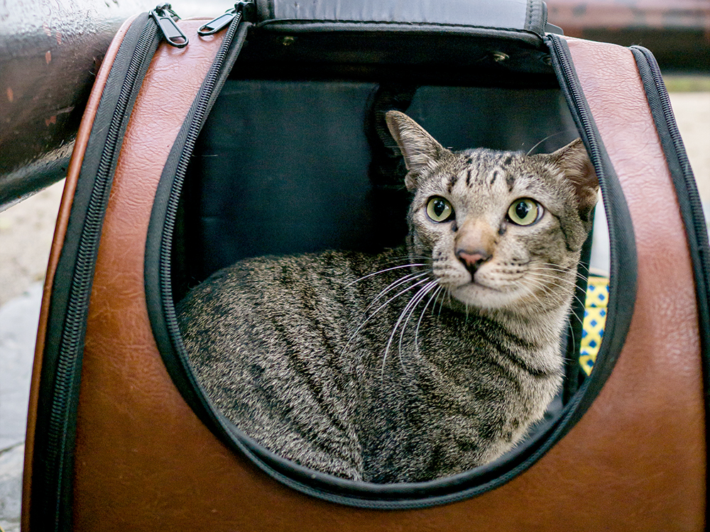 The Navigator Cat Backpack by Travel Cat review - Yogi the Bengal