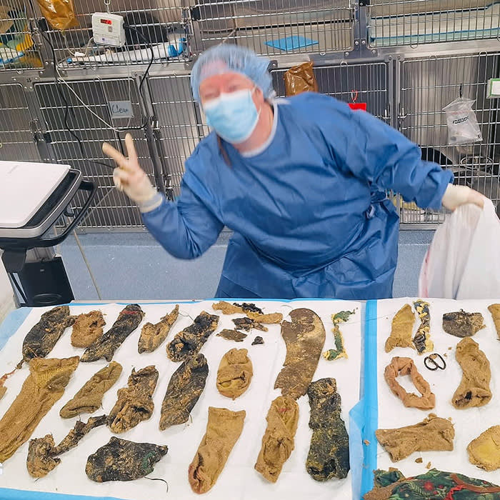 The objects swallowed by Luna, a Bernese Mountain Dog