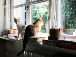 2 cats sitting in a window sill 
