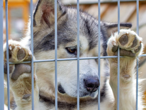 a picture of an Alaskan Malamute with its paws up on a cage door