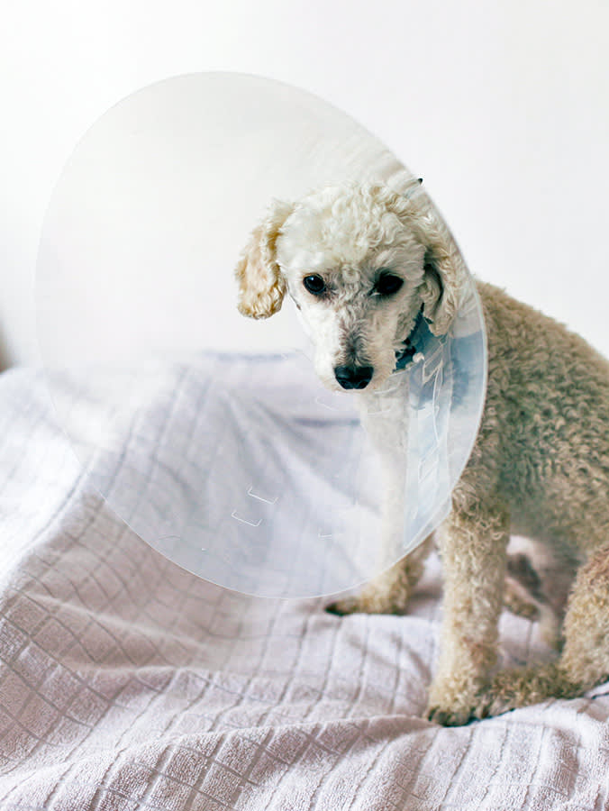 a picture of a white poodle wearing a plastic recovery cone