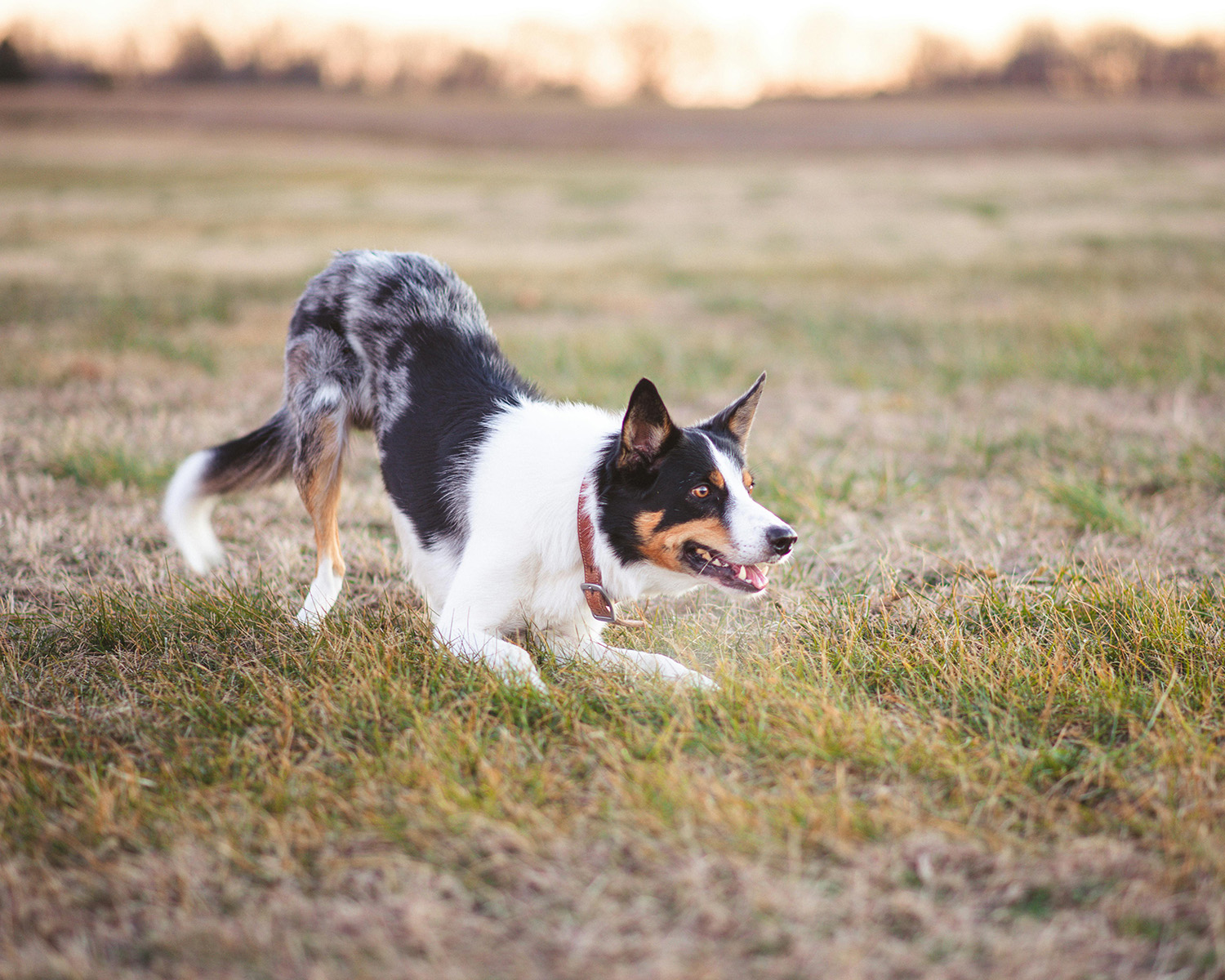 Black and White Dog Playing on the Grass Field
