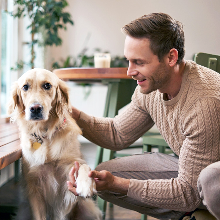 Man trying to touch his Golden Retriever's paw.