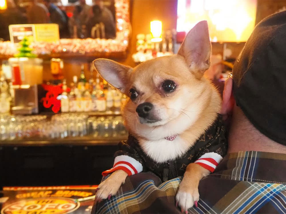 a small Chihuahua at the bar of Sofo Tap 