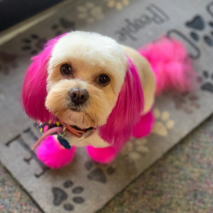 dog with colorful hair grooming