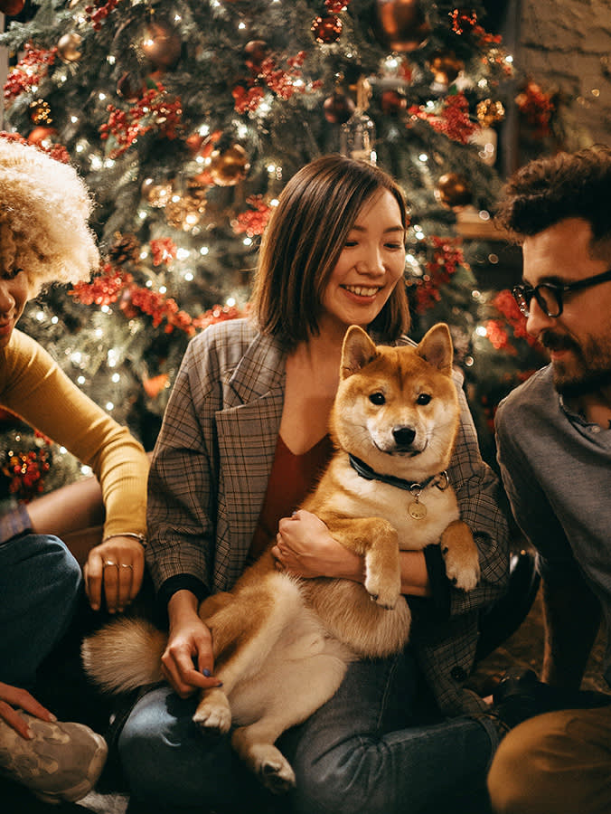 Two women and a man in glasses sitting in front of a decorated and brightly lit Christmas tree while the central woman holds a Shiba Inu dog looking directing at the viewer