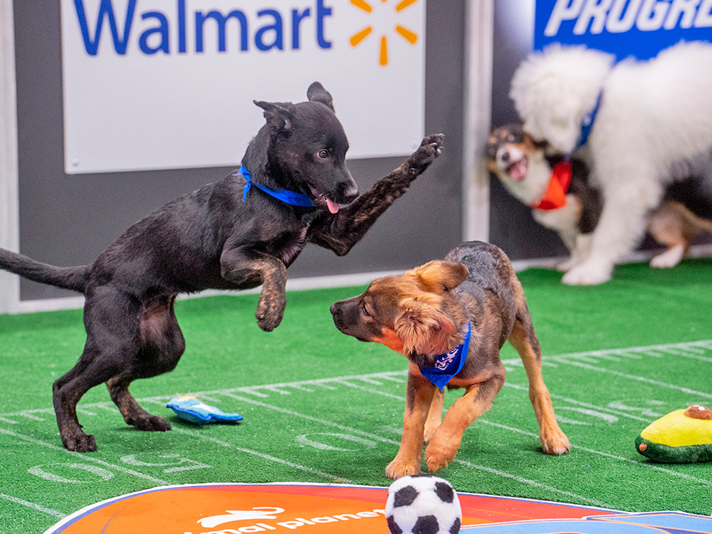 dogs playing in the Puppy Bowl