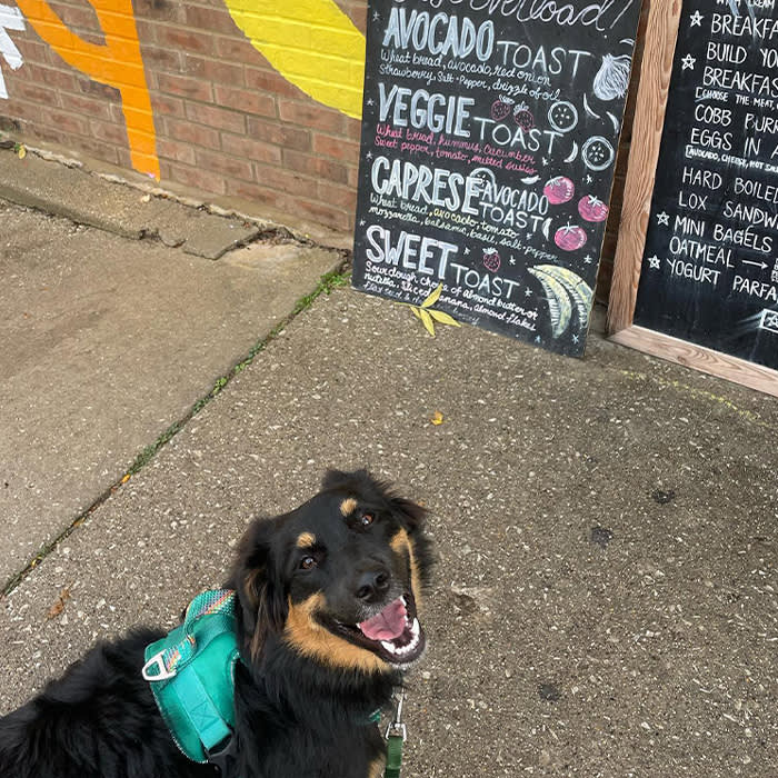 a dog in front of a Red June Cafe menu 