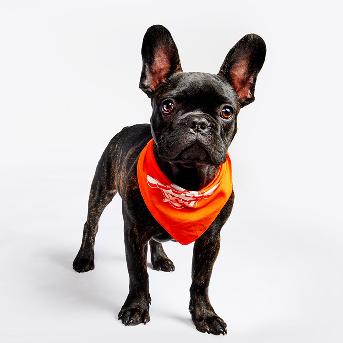 puppy bowl, a black pug 