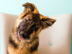 A German Shepherd Puppy sitting on a pink couch with head tilted