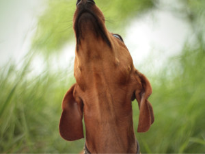 Close up shot of a brown dog sniffing upward out of frame with blurry grass in background