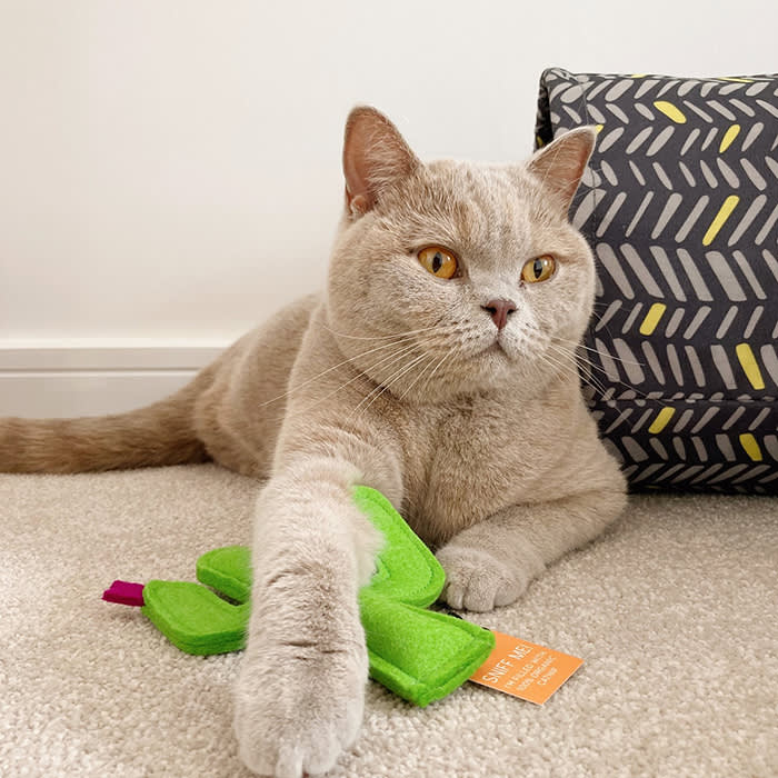 a cat with a Modern Beast toy 