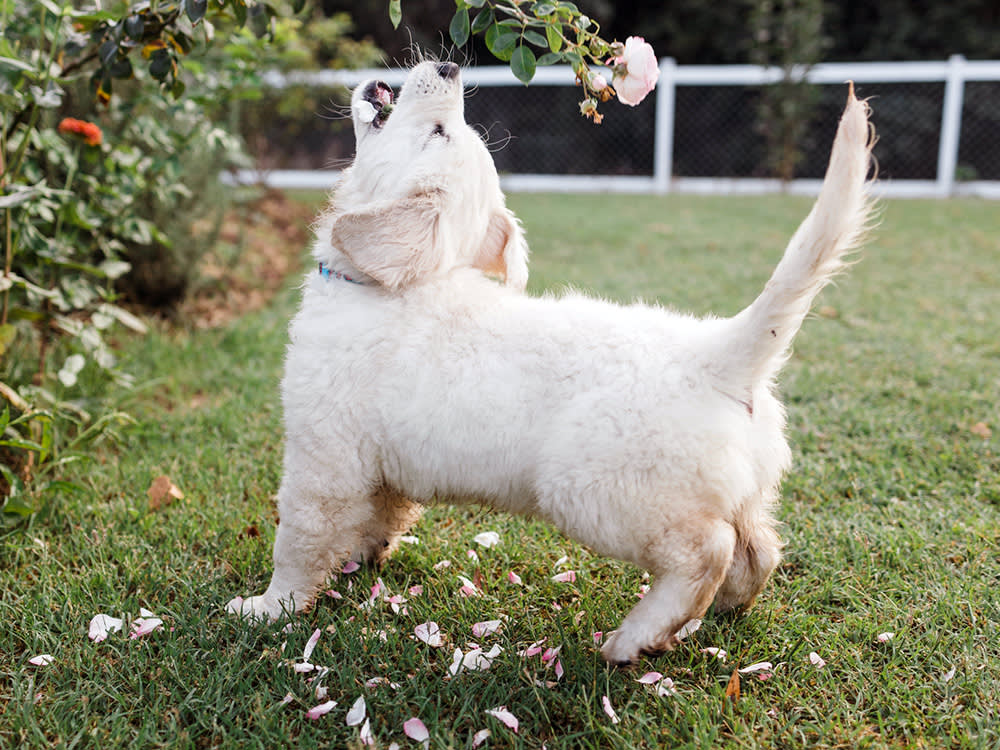 Cute Labrador puppy barking outside in the grass.
