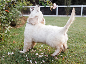 Cute Labrador puppy barking outside in the grass.